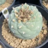 cactus Succulent Plant LF beautiful Home Garden seedgrowth WYSIWY 10.14-13