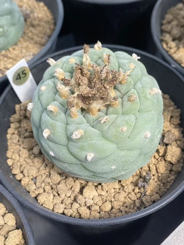 cactus Succulent Plant LF beautiful Home Garden seedgrowth WYSIWY 10.14-13