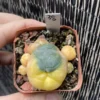 LW Succulent cactus Plant variegated family indoor and outdoor 3CM WYSIWYG