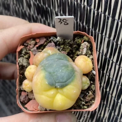 LW Succulent cactus Plant variegated family indoor and outdoor 3CM WYSIWYG