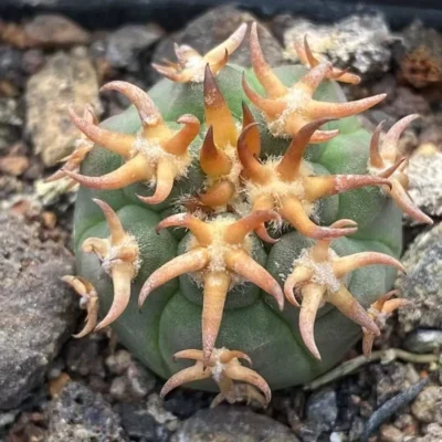 3.5-4CM Gymnocalycium spegazzinii v.unguispinu seedgrowth Garden Décor Boutique