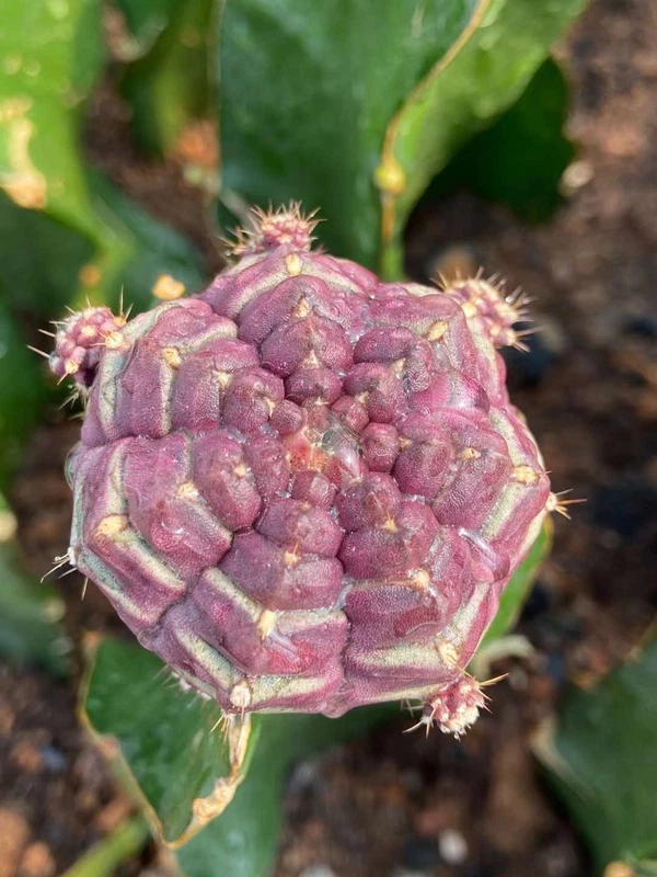 cactus Succulent plant Day dream Home Garden beautiful plants 4-5CM