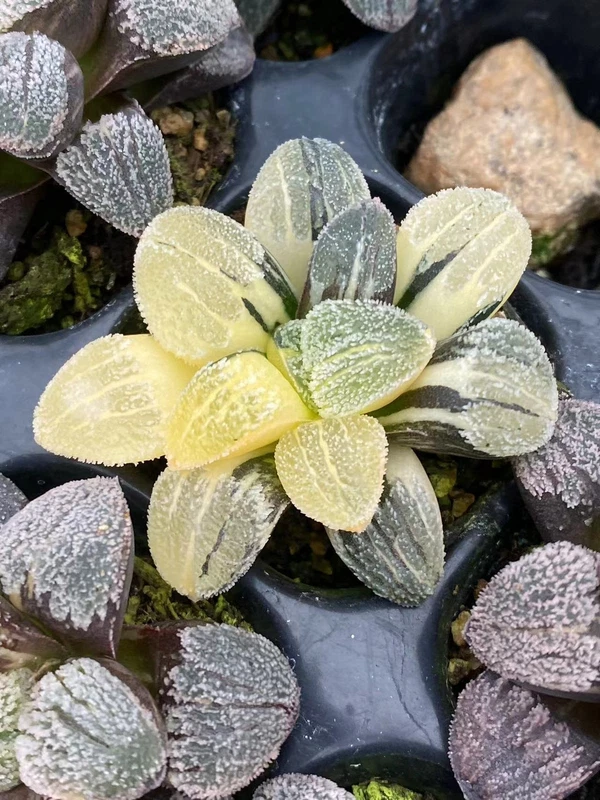 Haworthia emelyae var. emelyae V. Poelln variegated Succulent plants 4CM
