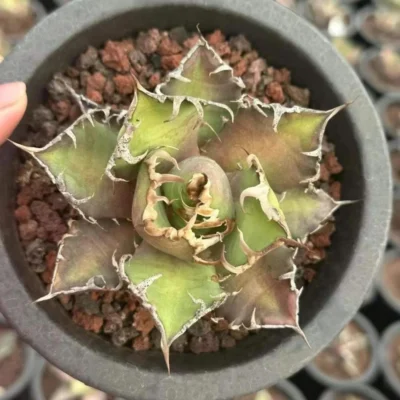 Agave oteroi “Caesar” RareAgave Beautiful Plant Garden Décor Boutique 8-11cm