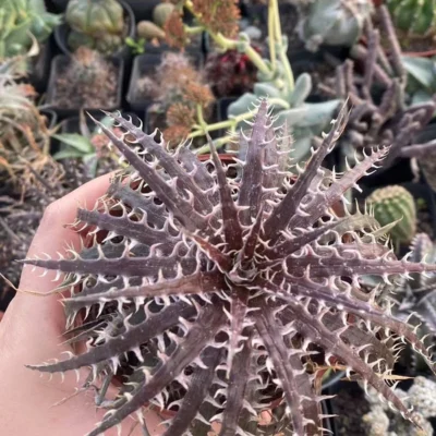 Dyckia goehringii × macedoi RareSucculent Plant Garden Décor Boutique