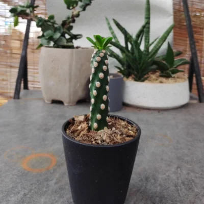 3PCS 7-10CM RareCactus Succulent Plant euphorbia royleana Beautiful Plants Pot