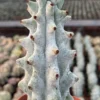 High10-13cm cactus plants Stenocereus beneckei Home Garden beautiful Plants