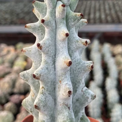 High10-13cm cactus plants Stenocereus beneckei Home Garden beautiful Plants