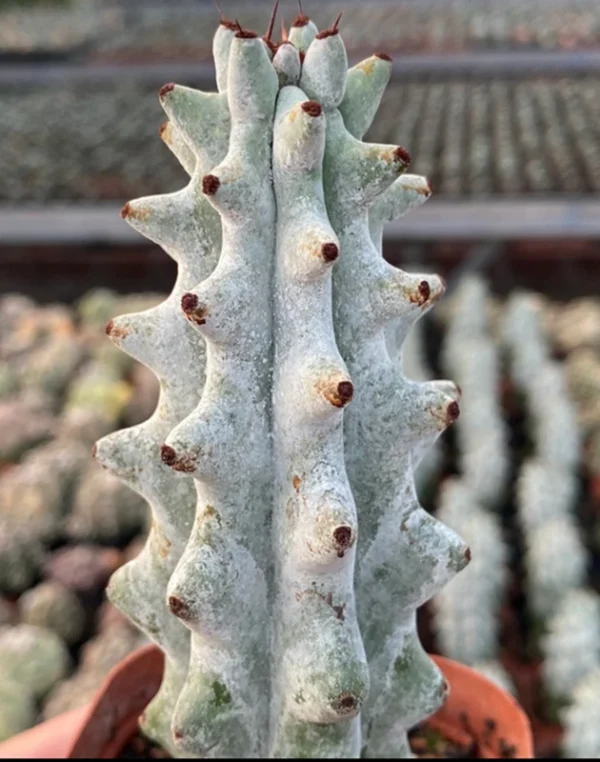 High10-13cm cactus plants Stenocereus beneckei Home Garden beautiful Plants