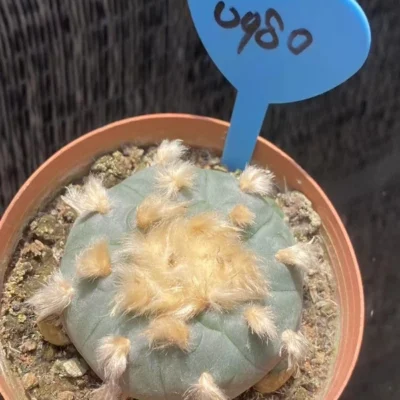 6.3CM RareSucculent Plant LW Cactus seedgrowth garden DecorBoutique WYSIWYG 0980