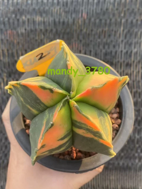 Astrophytum Myriostigma Variegated seedgrowth WYSIWYG Succulent Cactus Plants