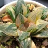 Succulent Plant Haworthia pubescens M.B.Bayer Variegated garden Decor Boutique
