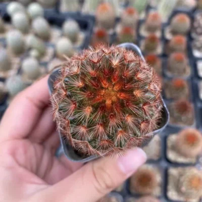 3PCS Red thorn Mammillaria carmenae Succulent Plant Garden Décor Boutique