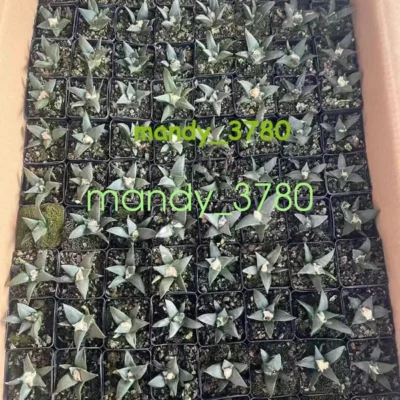 5PCS cactus Succulent plants Ariocarpus retusus Scheidw Garden Décor Boutique