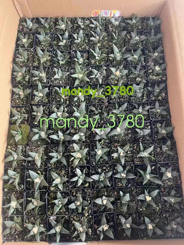 5PCS cactus Succulent plants Ariocarpus retusus Scheidw Garden Décor Boutique