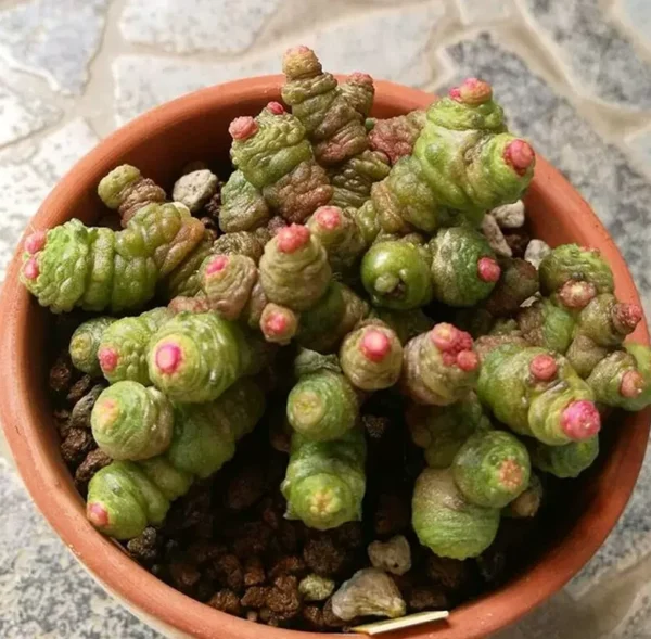 5CM Mammillaria Bocasana Hybrid Cactaceae Succulent Cactus Plant Beautiful