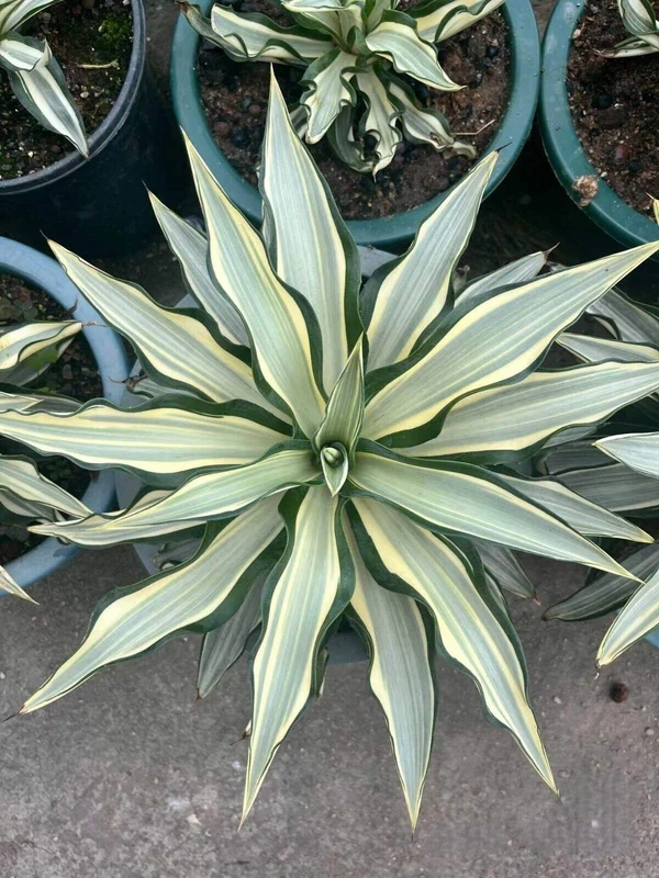 12-15cm Agave desmetiana White variant agave succulent plant