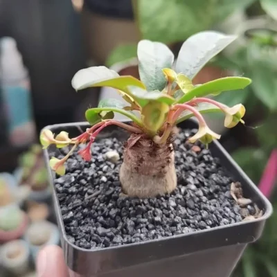 Euphorbia ramena Beautiful Succulents Cactus Garden Décor Boutique 1PCS