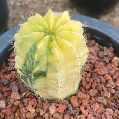 Melocactus Variegated Succulent cactus Garden decoration seegrowth WYSIWYG1