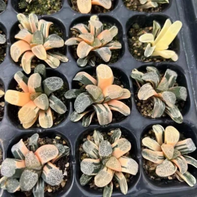 Haworthia Groenewaldii Liliaceae variegated Succulent Plant 4CM