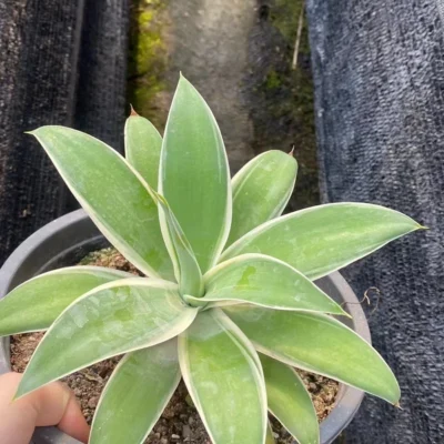 RareSucculent Plant Agave attenuata Variegated Garden Décor