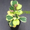 2PCS Multi Heads Succulent plantsHoya cordata P. T. Li & S. Z. Huang variegated