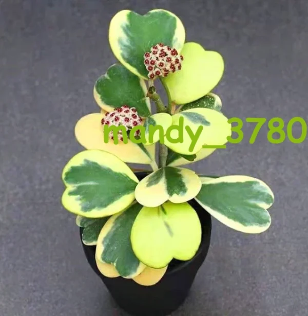 2PCS Multi Heads Succulent plantsHoya cordata P. T. Li & S. Z. Huang variegated