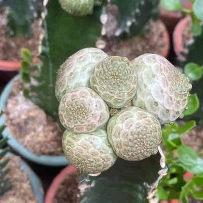 RareSucculent multi-head Euphorbia turbiniformis Garden Décor Boutique random5CM