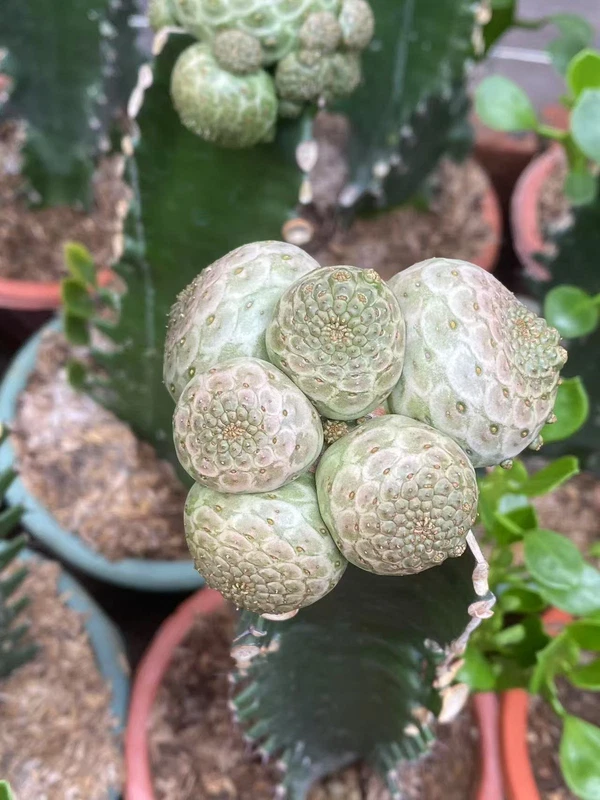 RareSucculent multi-head Euphorbia turbiniformis Garden Décor Boutique random5CM