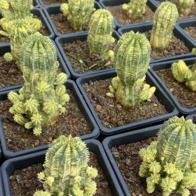 Multi Heads Euphorbia obesa variegated Hook. f. Variegated beautiful Garden pot