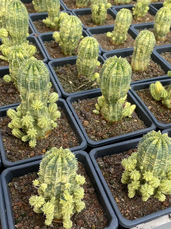 Multi Heads Euphorbia obesa variegated Hook. f. Variegated beautiful Garden pot