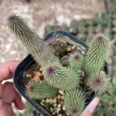 5-7heads Succulent Multi Heads Huernia pillansii Cocklebur succulents plants