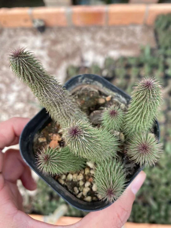 5-7heads Succulent Multi Heads Huernia pillansii Cocklebur succulents plants