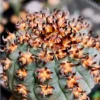 3PCS Gymnocalycium spegazzinii v.unguispinum Succulent cactus Plants 3cm