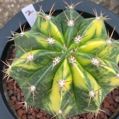 Melocactus Variegated Succulent plants Garden decoration seedgrowth WYSIWYG2