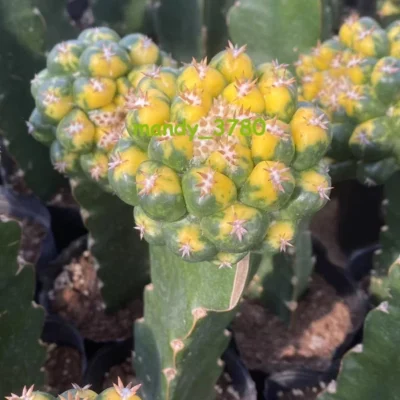 RareCactus Succulent plant Coryphantha elephantidens Variegated Plant 4-6cm