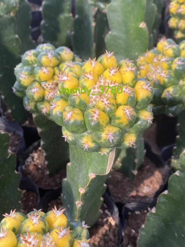 RareCactus Succulent plant Coryphantha elephantidens Variegated Plant 4-6cm