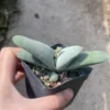 RareSucculent Plant Gasteria glomerata cactus Succulent Garden Décor Boutique