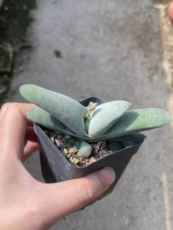 RareSucculent Plant Gasteria glomerata cactus Succulent Garden Décor Boutique