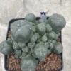 Multi-Head RareSucculent Plant Cactus Garden Decor Boutique WYSIWYG 84# 10CMpot