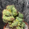 2PCS Cereus SP.f.Monst Hybrid Cactaceae Succulent Cactus Plant Beautiful 10CM
