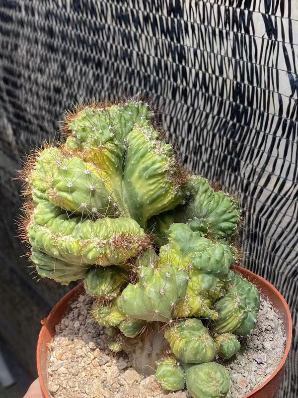 2PCS Cereus SP.f.Monst Hybrid Cactaceae Succulent Cactus Plant Beautiful 10CM