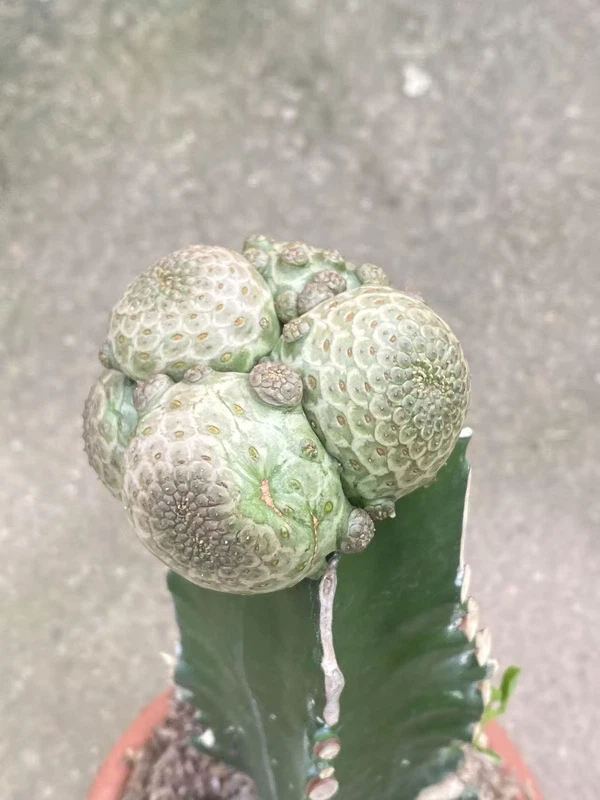 RareSucculent multi-head Euphorbia turbiniformis Garden Décor Boutique WYSIWYG