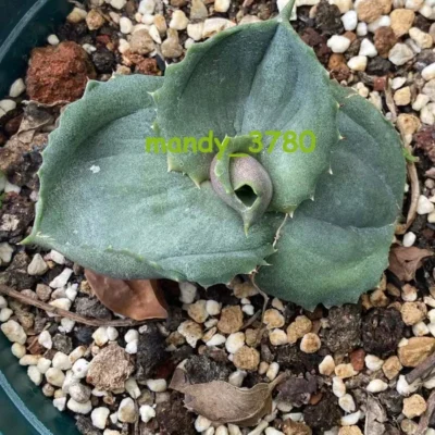 Agave marmorata Rareand beautiful succulent plant Garden Décor Boutiqu 6-8cm