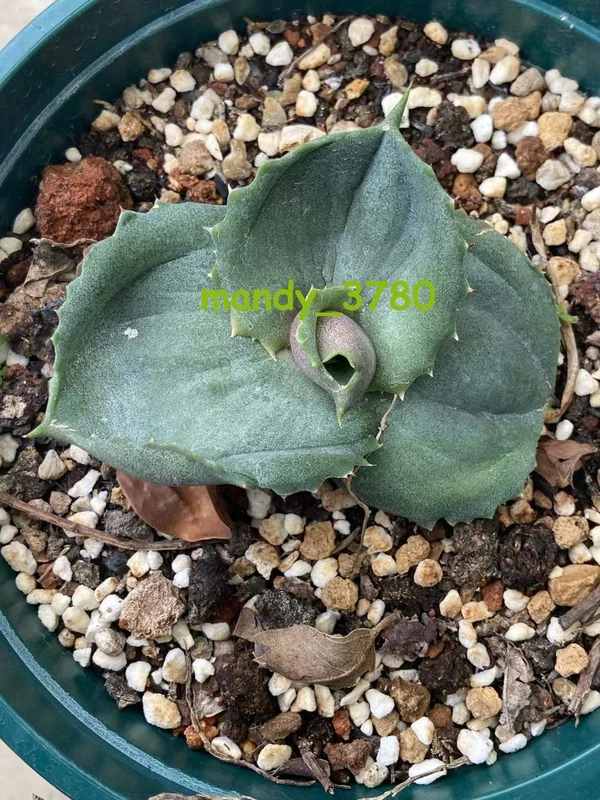 Agave marmorata Rareand beautiful succulent plant Garden Décor Boutiqu 6-8cm