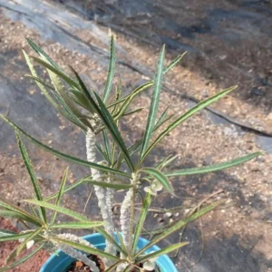 RareSucculent Plant Euphorbia Meloformis Variegated Garden Décor Boutique