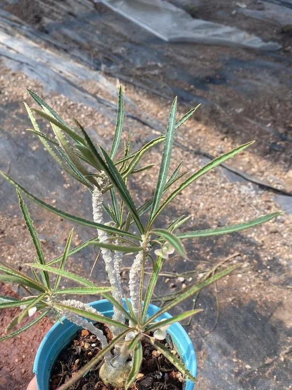 Rareplant Succulent Euphorbia waringiae OwnRoot Garden Décor Boutique