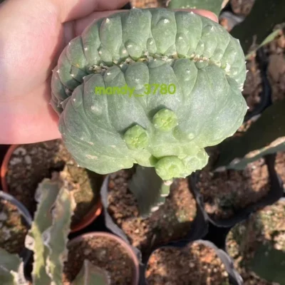 Ariocarpus 'Godzilla' - RareSucculents WYSIWYG Garden Décor Boutique