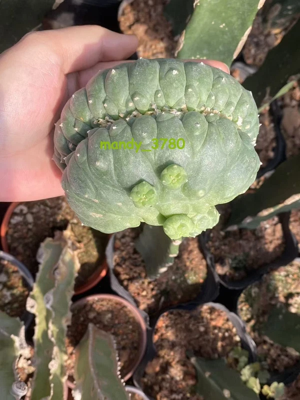 Ariocarpus 'Godzilla' - RareSucculents WYSIWYG Garden Décor Boutique