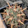 Ferocactus latispinus Devil's Tongue wide spine succulentCactus Plant WYSIWYG 22